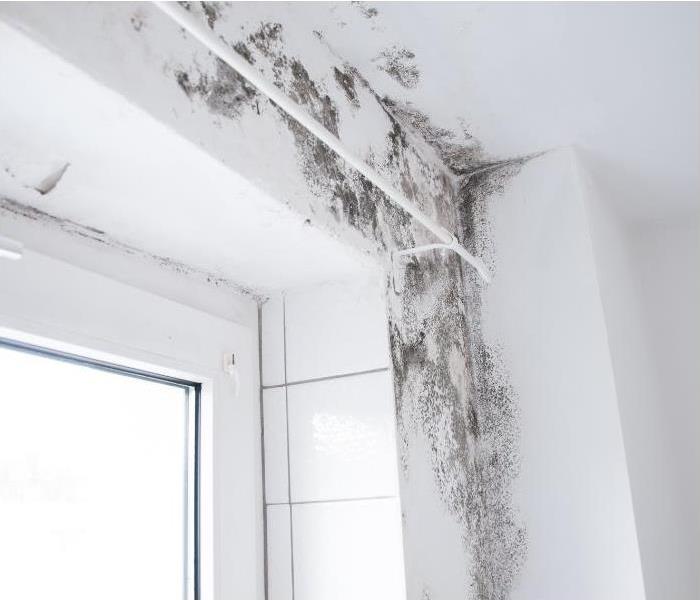 mold damage on a white wall near a window